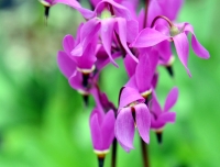 Strong pink flowers over blue tinted foliage